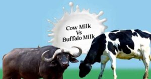 Which is Better to Drink Cow Milk or Buffalo Milk?