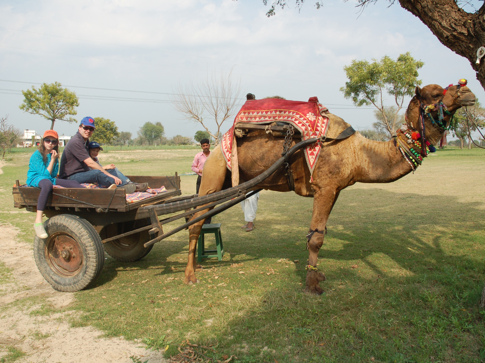 Camel Cart Trundling 