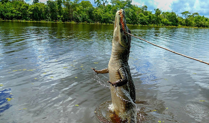 Saltwater crocodile leaping from the Adelaide River during a jumping crocodile cruise in the Northern Territory