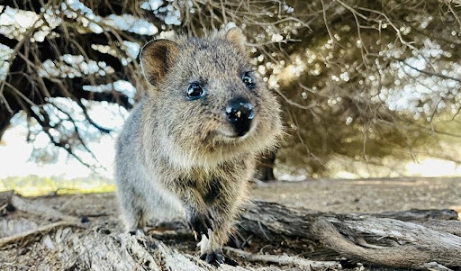 Friendly quokka in its natural habitat on Rottnest Island, Western Australia